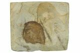 Fossil Leaf (Archeampelos) - Montana #270976-1